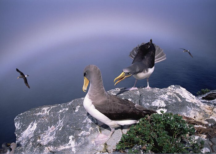 Feb0514 Greeting Card featuring the photograph Chatham Albatross Pair On Cliff Chatham by Tui De Roy