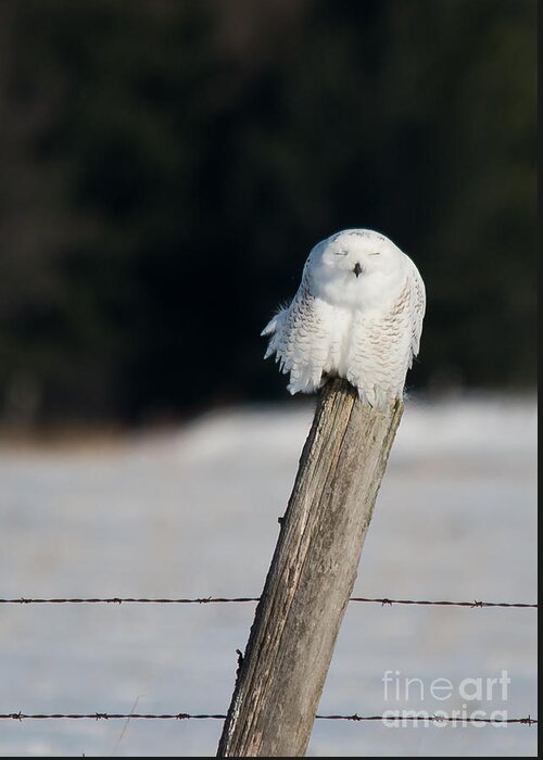 Snowy Owl Greeting Card featuring the photograph Cheeky Snowy by Cheryl Baxter