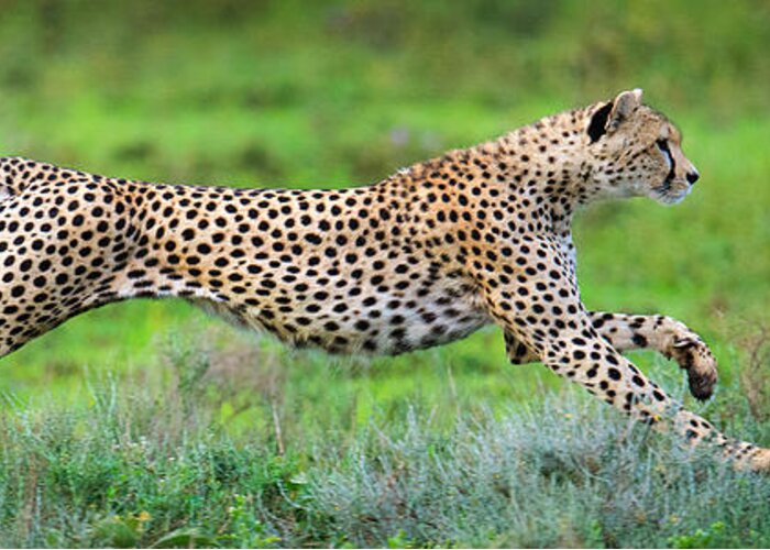 Photography Greeting Card featuring the photograph Cheetah Acinonyx Jubatus Hunting by Panoramic Images