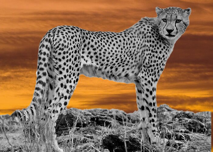Cheetah Greeting Card featuring the photograph Cheetah At Dusk by Larry Linton