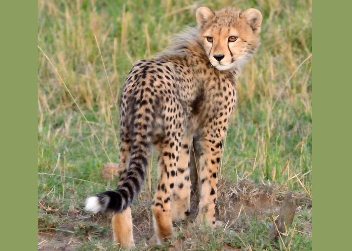 Cute Greeting Card featuring the photograph Cheetah Cub Looking Your Way by Tom Wurl