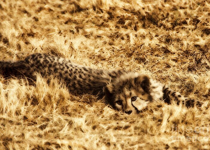 Africa Greeting Card featuring the photograph Cheetah Cub V4 by Douglas Barnard