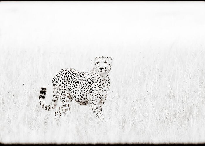 Africa Greeting Card featuring the photograph Cheetah In The Grass by Mike Gaudaur