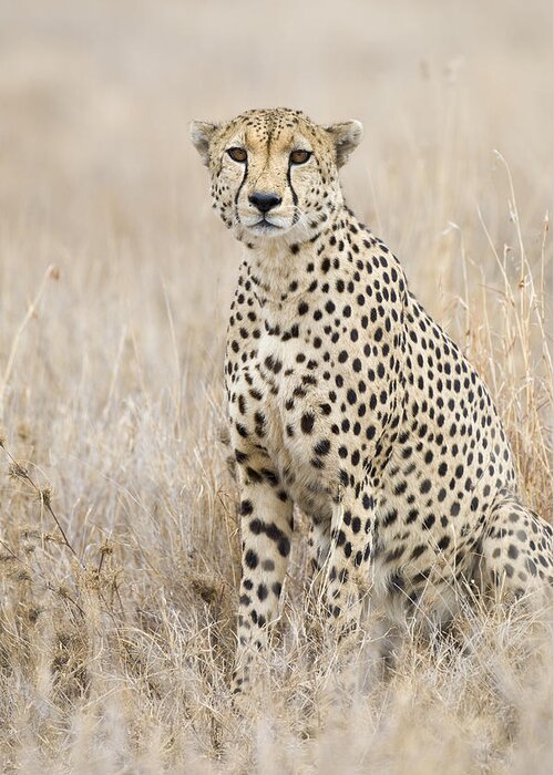 Suzi Eszterhas Greeting Card featuring the photograph Cheetah Male Kenya by Suzi Eszterhas