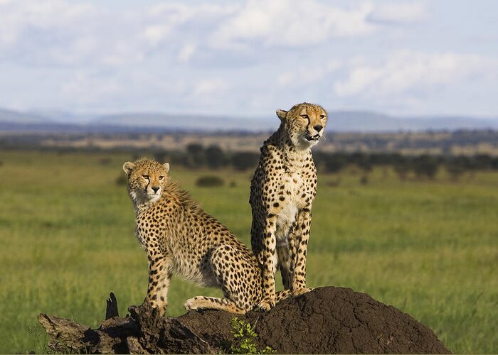 Suzi Eszterhas Greeting Card featuring the photograph Cheetah Mother And Cub Masai Mara by Suzi Eszterhas