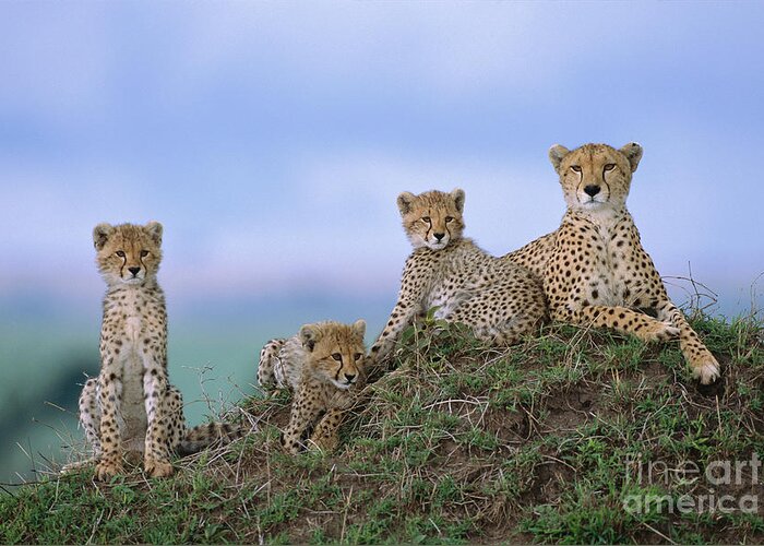 00345009 Greeting Card featuring the photograph Cheetah Mother And Cubs in Masai Mara by Yva Momatiuk John Eastcott