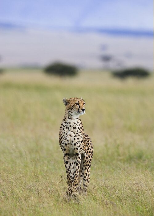 Suzi Eszterhas Greeting Card featuring the photograph Cheetah Portrait Masai Mara by Suzi Eszterhas