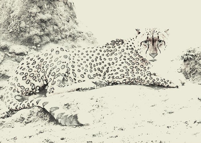 Stylized Greeting Card featuring the photograph Cheetah Stare by Tom Wurl