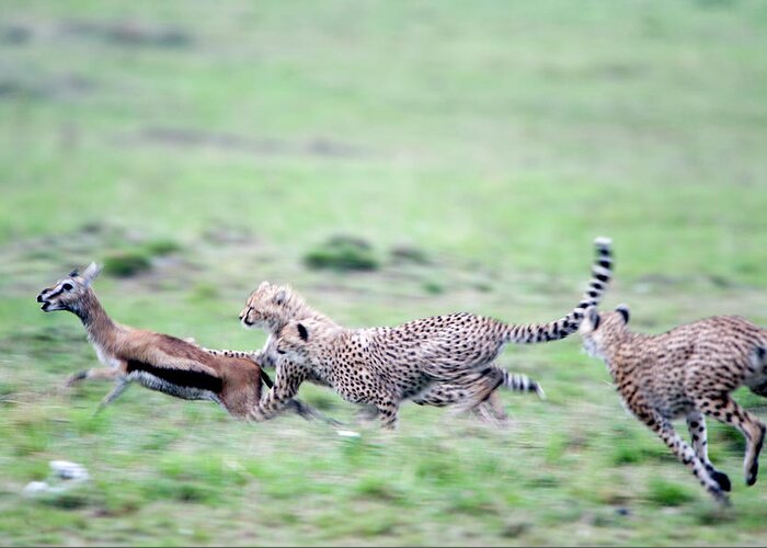 Photography Greeting Card featuring the photograph Cheetahs Acinonyx Jubatus Chasing by Animal Images