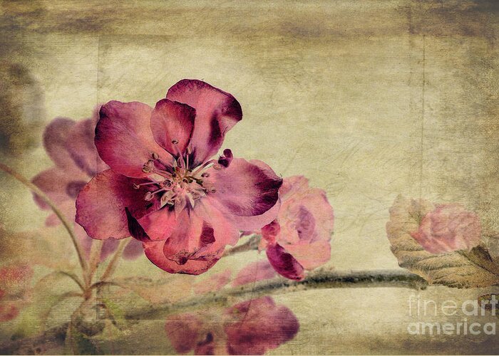 Cherry Blossom Greeting Card featuring the photograph Cherry Blossom with Textures by John Edwards