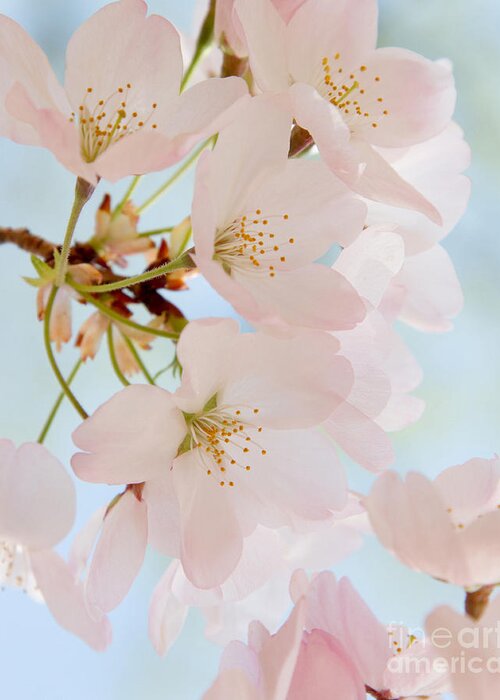 Cherry Blossoms 2 Greeting Card featuring the photograph Cherry Blossoms 2 by Chris Scroggins