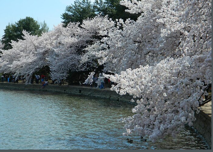 Cherry Blossoms Photographs Greeting Card featuring the photograph Cherry Blossoms Along The Tidal Basin by Emmy Vickers