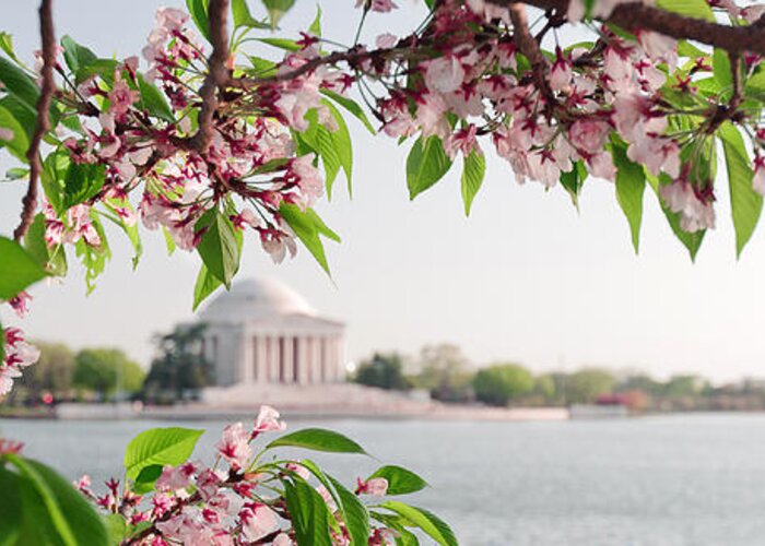 America Greeting Card featuring the photograph Cherry Blossoms and the Jefferson Memorial Panorama by Mitchell R Grosky