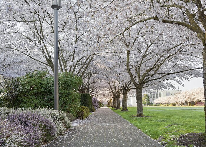 Cherry Greeting Card featuring the photograph Cherry Blossoms Canopy Along Garden Path by Jit Lim