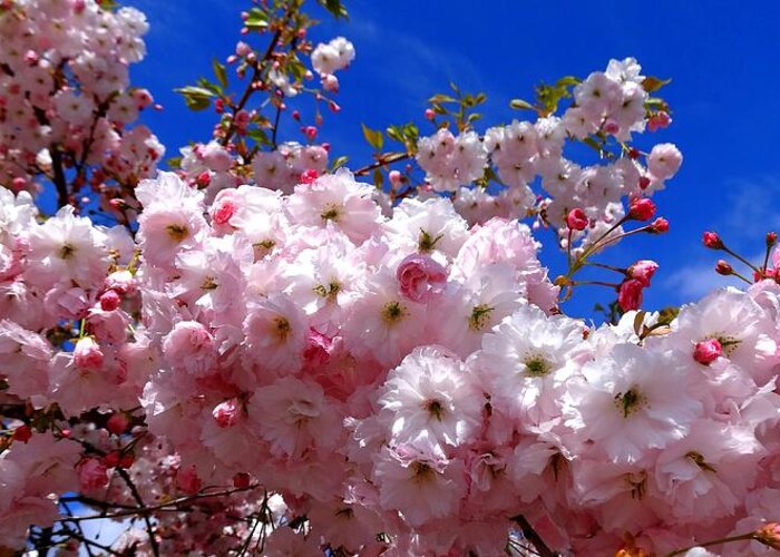 Spring Greeting Card featuring the photograph Cherry Blossoms by Nick Kloepping