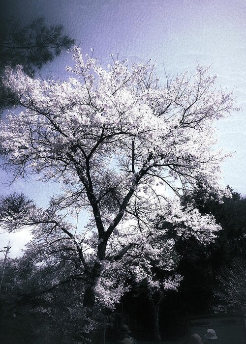 Cherry Blossoms Greeting Card featuring the photograph Cherry Blossoms Tree by Yen
