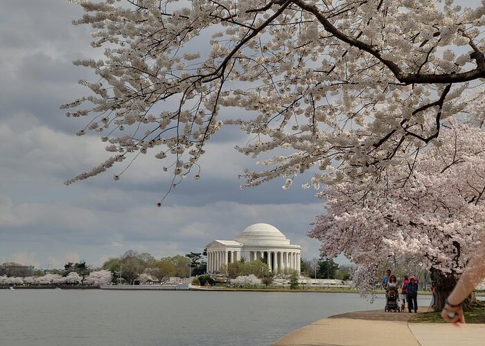 America Greeting Card featuring the photograph Cherry Blossoms with Jefferson Memorial - Washington DC - 011317 by DC Photographer