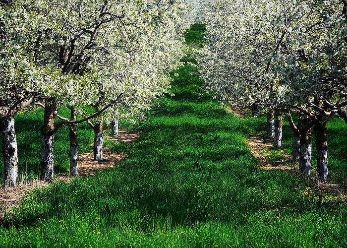 Floral Greeting Card featuring the photograph Cherry Orchard Morning by Mary Lee Dereske