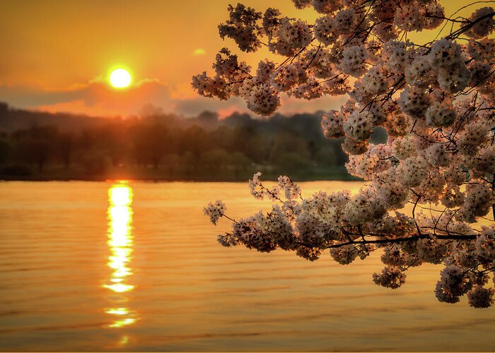 Tranquility Greeting Card featuring the photograph Cherry Sunset by Sky Noir Photography By Bill Dickinson