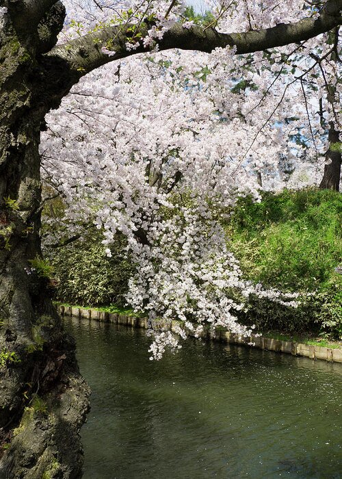 Photography Greeting Card featuring the photograph Cherry Trees And Blossoms Near Outer by Panoramic Images