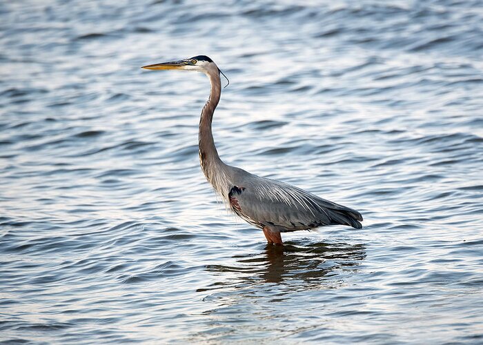 Great Blue Heron Greeting Card featuring the photograph Chesapeake Bay Blue Heron by Patrick Wolf