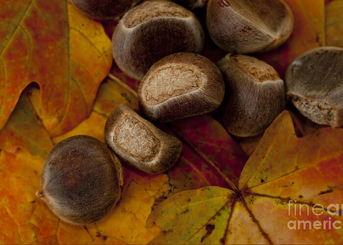 Autumn Greeting Card featuring the photograph Chestnuts and Fall Leaves by Wilma Birdwell