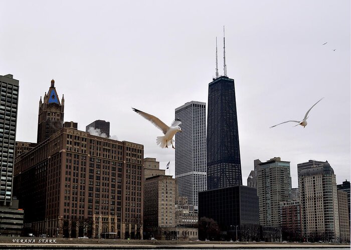 Chicago Greeting Card featuring the photograph Chicago Birds 2 by Verana Stark