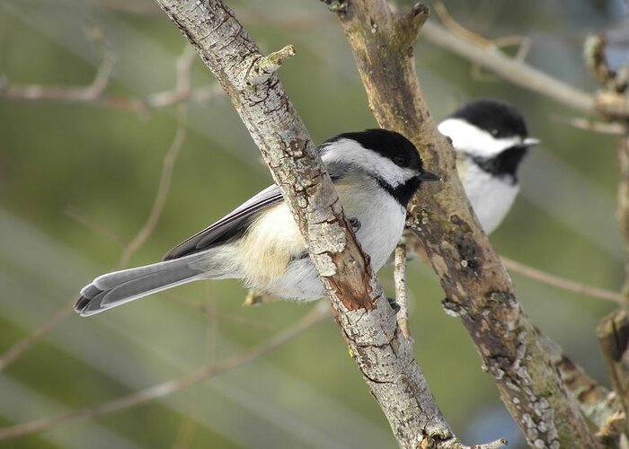 Chickadee Greeting Card featuring the photograph Chickadee Double by Peggy McDonald