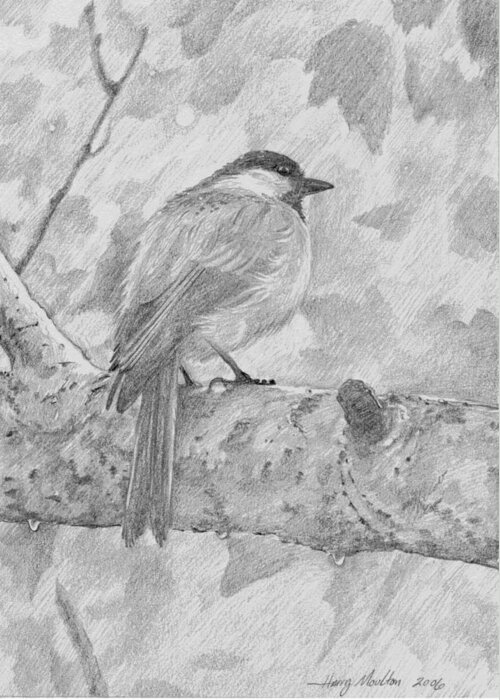 Bird Greeting Card featuring the drawing Chickadee in the Rain by Harry Moulton