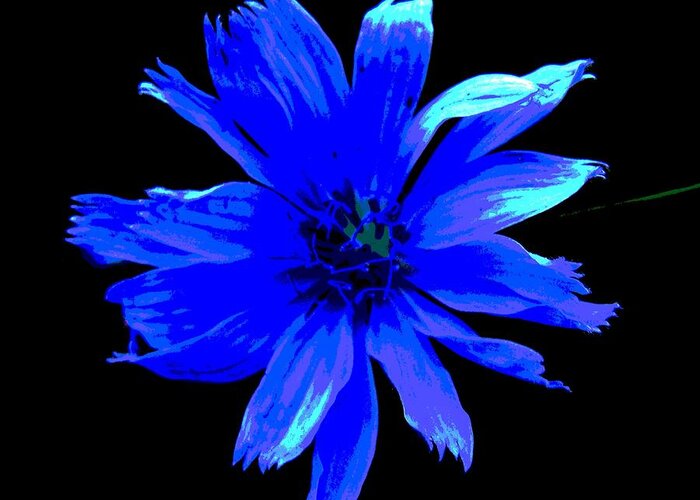Flower Greeting Card featuring the photograph Chicory 3 by Mark Malitz