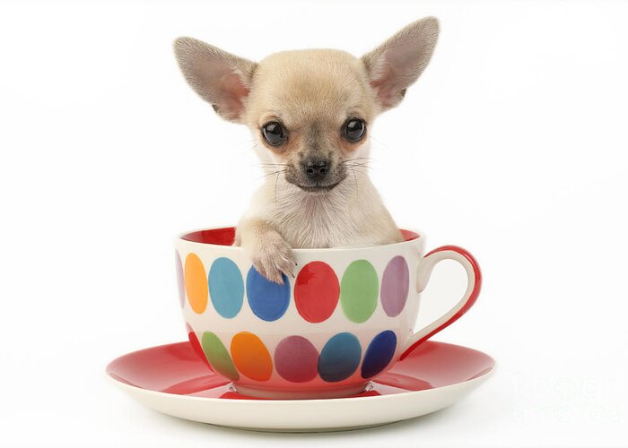 Chihuahua Greeting Card featuring the digital art Chihuahua in Cup DP684 by MGL Meiklejohn Graphics Licensing