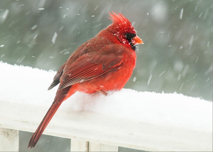 Cardinal Greeting Card featuring the photograph Chilly Cardinal by Lara Ellis