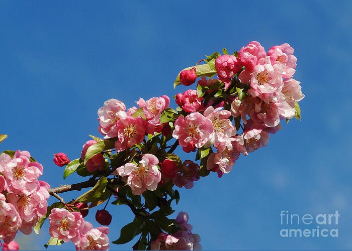 Nature Greeting Card featuring the photograph Chinese Apple 2 by Rudi Prott