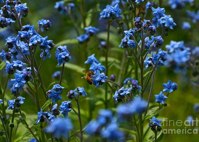 Chinese Forget Me Nots And Honey Bee Greeting Card featuring the photograph Chinese Forget Me Nots and Honey Bee by Byron Varvarigos
