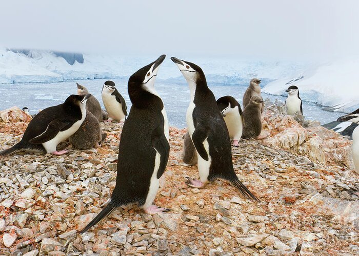 00345557 Greeting Card featuring the photograph Chinstrap Penguin Colony at Spigot Point by Yva Momatiuk John Eastcott