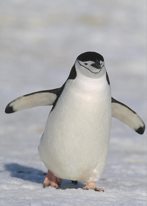 Feb0514 Greeting Card featuring the photograph Chinstrap Penguin Walking Towards by Konrad Wothe