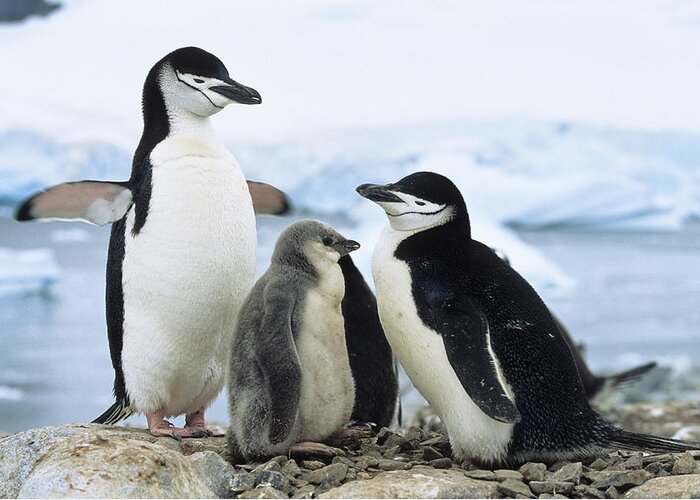 Feb0514 Greeting Card featuring the photograph Chinstrap Penguins And Chicks Antarctica by Konrad Wothe