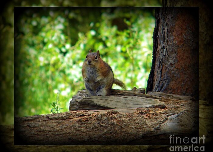 Chipmunk Greeting Card featuring the photograph Chipmunk 2 by Michelle Frizzell-Thompson