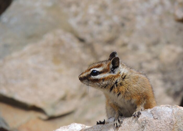 Chipmunk Greeting Card featuring the photograph Chipmunk At Hanging Lake Colorado by Steve Anderson