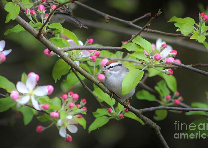 Chipping Sparrow Greeting Card featuring the photograph Chipping Sparrow by Benanne Stiens