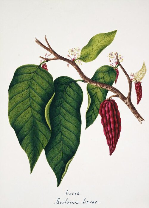 Plant Greeting Card featuring the photograph Chocolate Cocoa Plant by Natural History Museum, London/science Photo Library