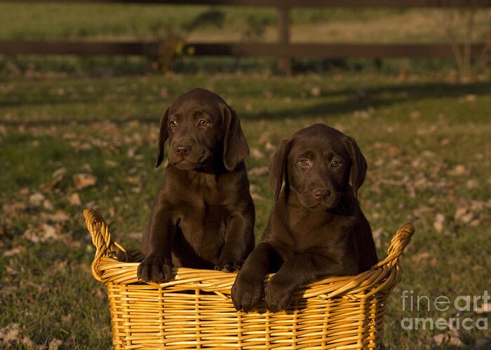 Lab Greeting Card featuring the photograph Chocolate Labrador Retriever Pups by Linda Freshwaters Arndt