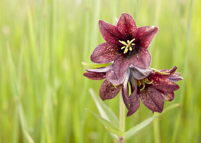 Chocolate Lily Photograph By Javier Fores