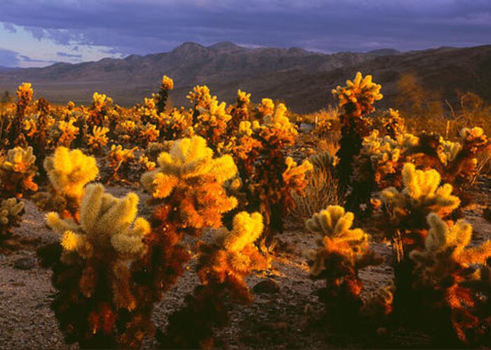 Photography Greeting Card featuring the photograph Cholla Cactus At Sunset, Joshua Tree by Panoramic Images