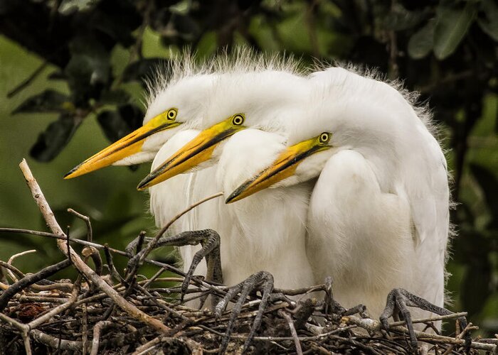 Egret Greeting Card featuring the photograph Chow Line by Priscilla Burgers