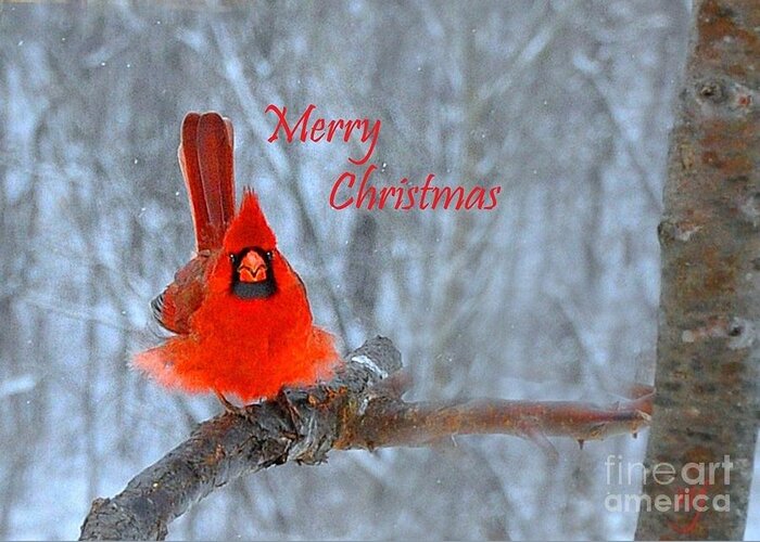  Nature Greeting Card featuring the photograph Christmas Red Cardinal by Nava Thompson