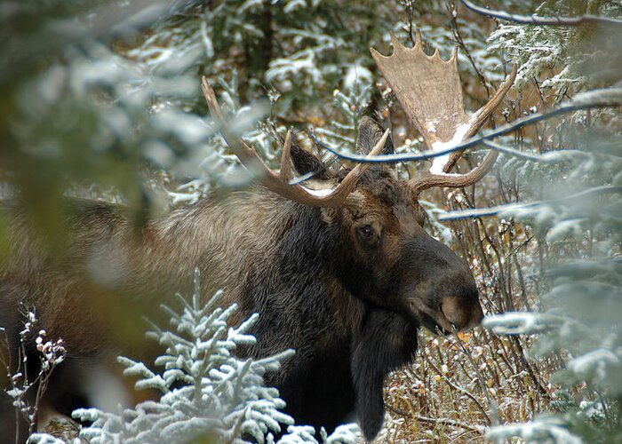 Photography Greeting Card featuring the photograph Christmas Moose by Lee Kirchhevel
