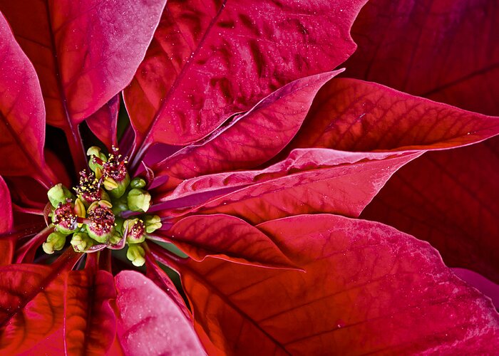 Bloom Greeting Card featuring the photograph Christmas Petals by Christi Kraft