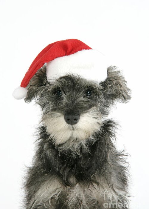 Dog Greeting Card featuring the photograph Christmas Schnauzer by John Daniels