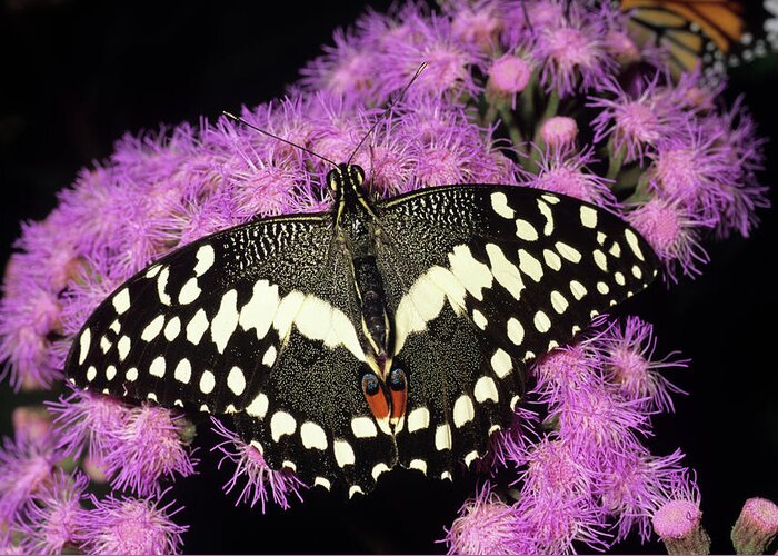 Christmas Swallowtail Greeting Card featuring the photograph Christmas Swallowtail Butterfly by Tony Wood/science Photo Library
